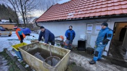 Vánoční prodej kaprů na hrázi příluckého Dolního rybníka
