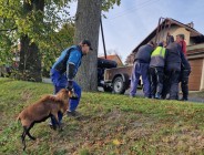 Brigáda dřevo – ovečky